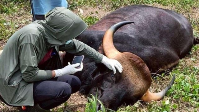 Gaur dies of gunshot wounds near Kaeng Krachan National Park Gaur dies of gunshot wounds near Kaeng Krachan National Park