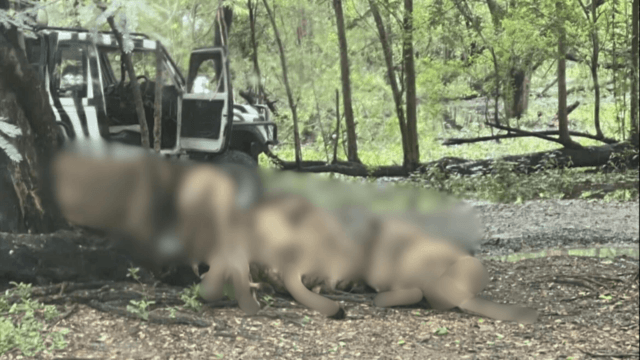 Zookeeper killed by lions in Bangkok