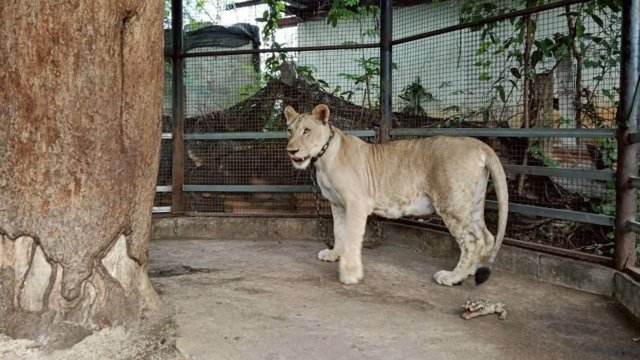 Influencer faces charges after pet lion attacks boy in Kanchanaburi Influencer faces charges after pet lion attacks boy in Kanchanaburi