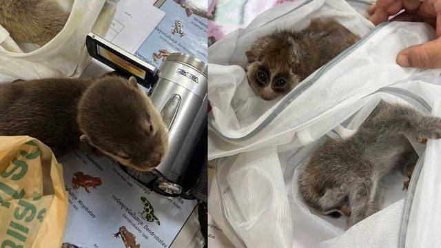 Taiwanese caught trying to smuggle protected wildlife out of Thailand