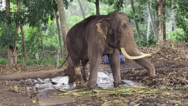Thailand seeks return of two ailing Thai elephants from Sri Lanka