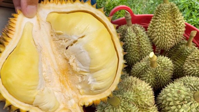 Chumphon durian listed as the province’s sixth GI product
