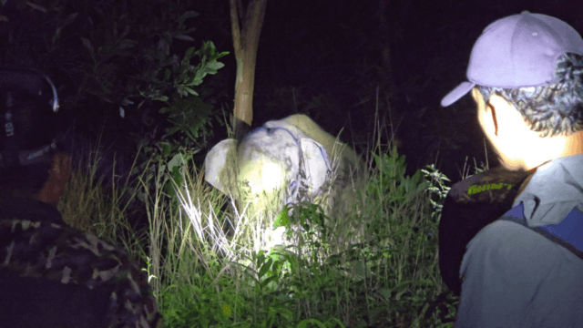 Thailand uses contraceptive vaccine to manage elephant population Thailand uses contraceptive vaccine to manage elephant population