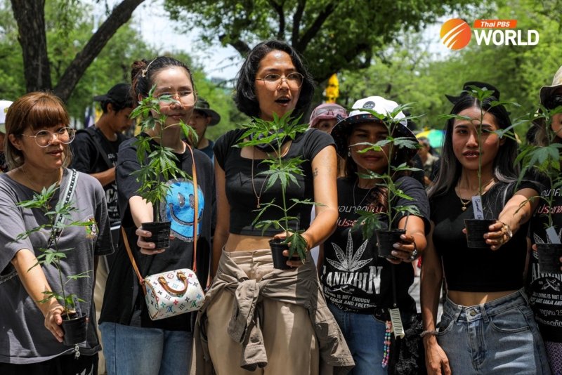 Cannabis supporters against the decriminalisation