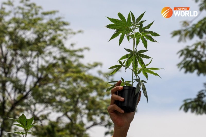 Cannabis supporters against the decriminalisation