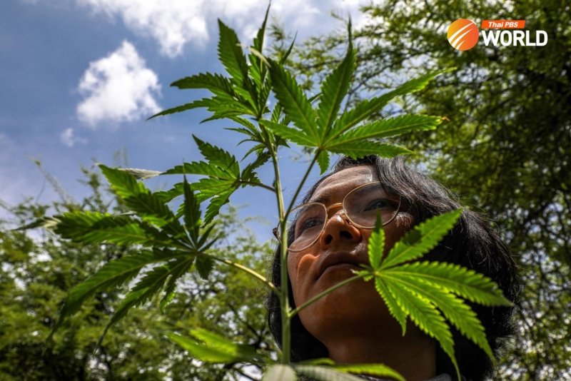 Cannabis supporters against the decriminalisation