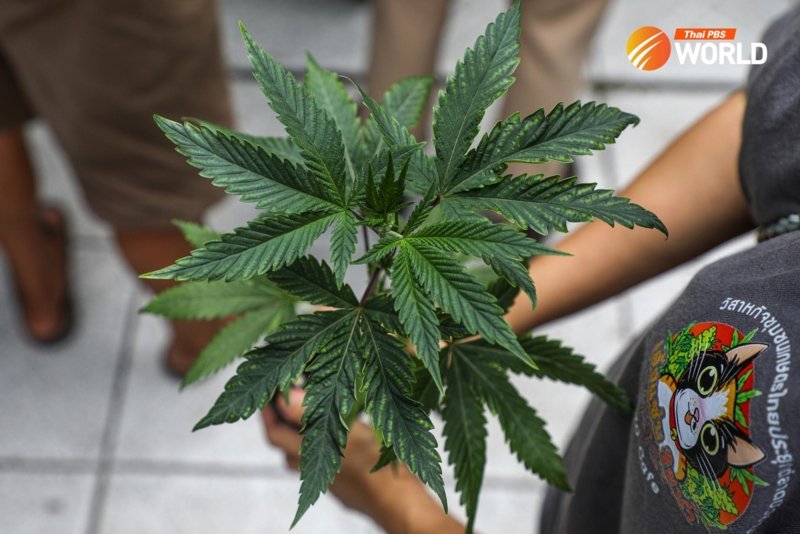 Cannabis supporters against the decriminalisation