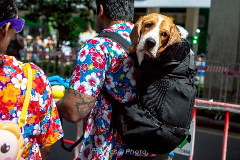 Songkran festivities 2025 - in pictures