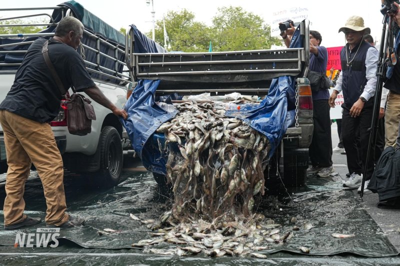 A fishy protest: Affected locals dump blackchin tilapia at Government House