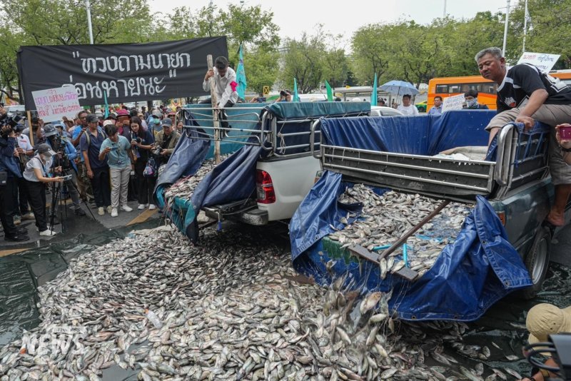 A fishy protest: Affected locals dump blackchin tilapia at Government House