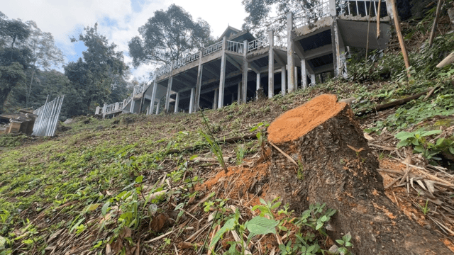 Seven suspected of felling Sakura trees in Chiang Mai park