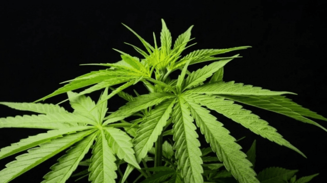 Cabinet approves tighter new cannabis law