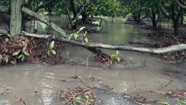 Rescuers return to flooded homes to save villagers' cattle
