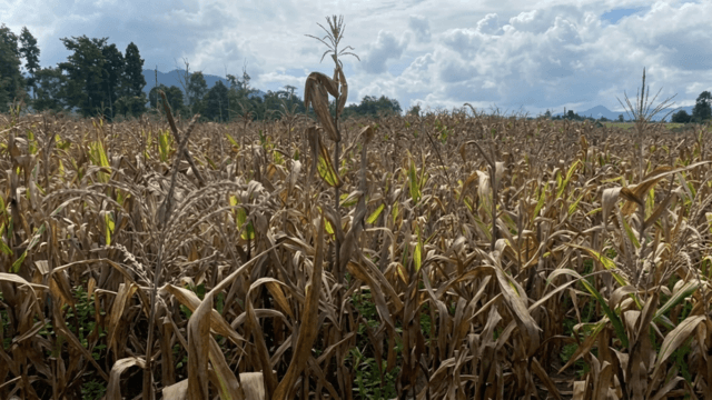 Drought threatens rice, maize crops in Lampang district