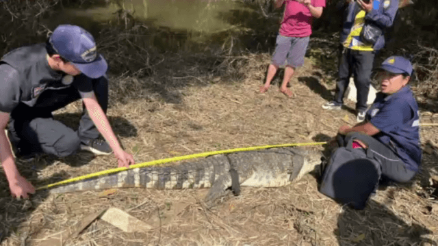 Last of four escaped crocodiles recaptured in Sa Kaeo.