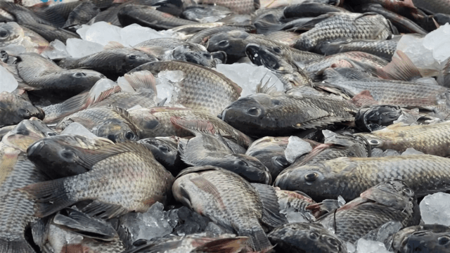 Kalasin launches campaign to catch invasive black-chin tilapia
