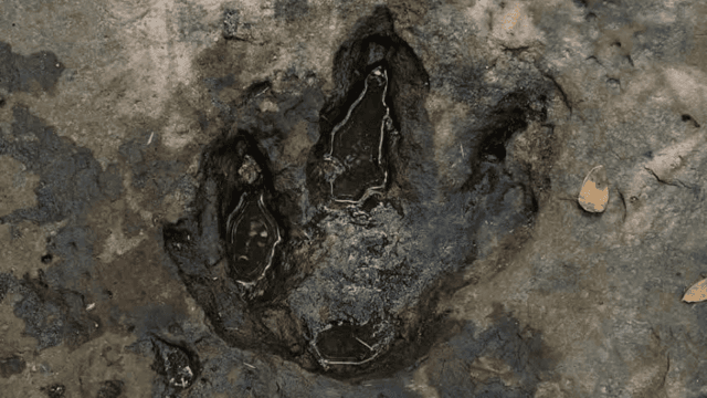 Experts to investigate possible fossilised dinosaur footprint in Udon forest