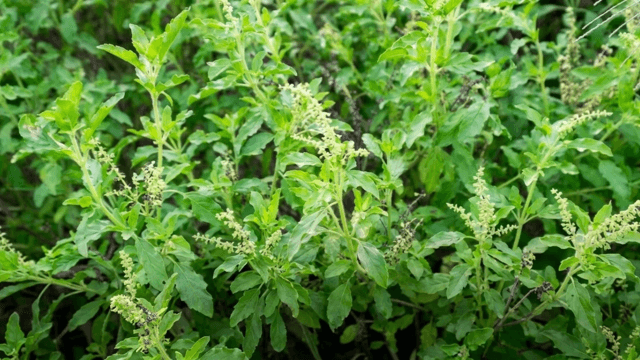 CP Group denies role in CPRAM’s holy basil protection applications
