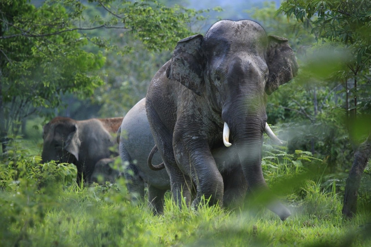 Fostering the human - elephant relationship
