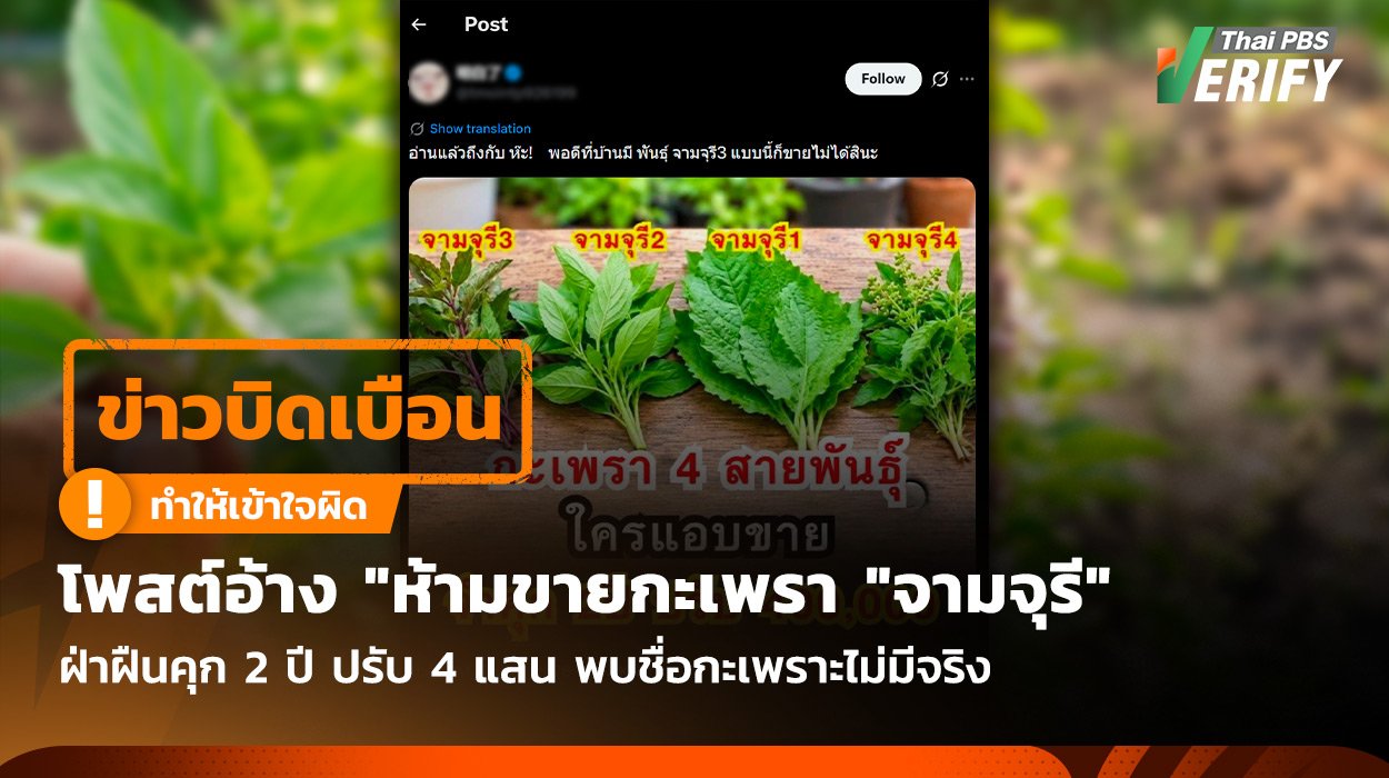DisinformationFalse claim on non-existent ‘Chamchuri basil’ sale ban debunkedOct 24, 26 DisinformationFalse claim on non-existent ‘Chamchuri basil’ sale ban debunkedOct 24, 26