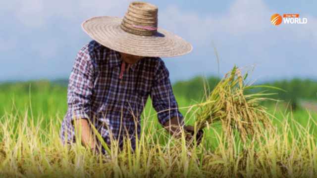 Cabinet approves fertiliser subsidy program for rice farmers Cabinet approves fertiliser subsidy program for rice farmers