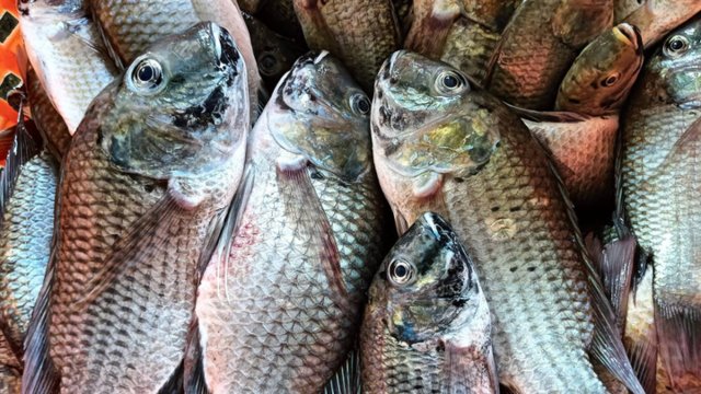 Agriculture Ministry to spend 450 million baht to get rid of Blackchin tilapia Agriculture Ministry to spend 450 million baht to get rid of Blackchin tilapia