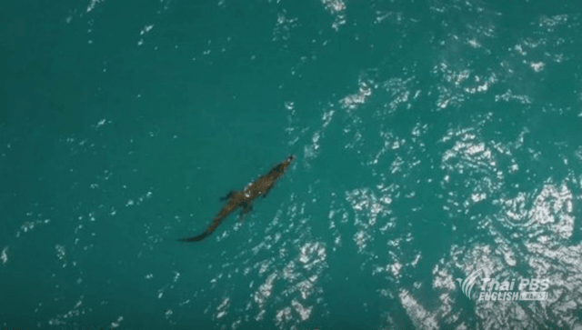 Crocodile escapes capture on Karon beach Crocodile escapes capture on Karon beach