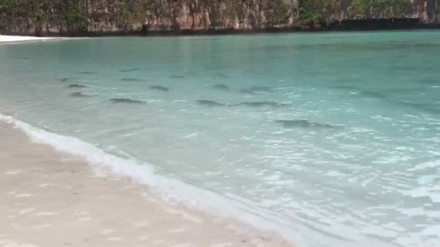 Over ten reef sharks sighted near Maya beach Over ten reef sharks sighted near Maya beach