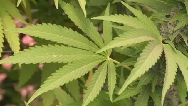NLA unanimously passes pot bill in first reading NLA unanimously passes pot bill in first reading