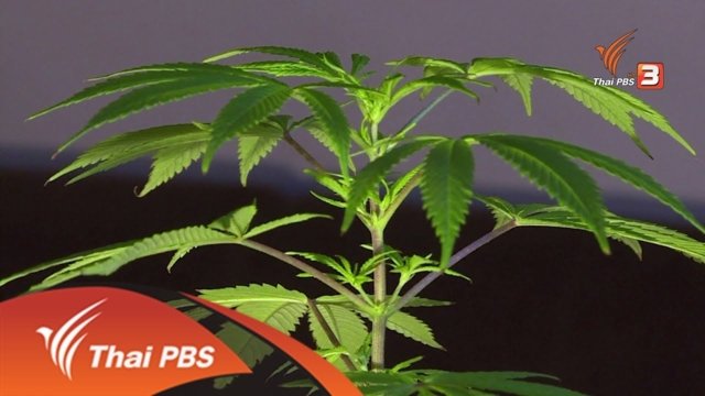 NLA passes marijuana legalization bill NLA passes marijuana legalization bill