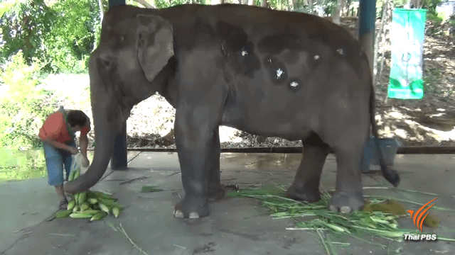Thailand claims world’s first cancer operation and intravenous chemotherapy for elephant Thailand claims world’s first cancer operation and intravenous chemotherapy for elephant