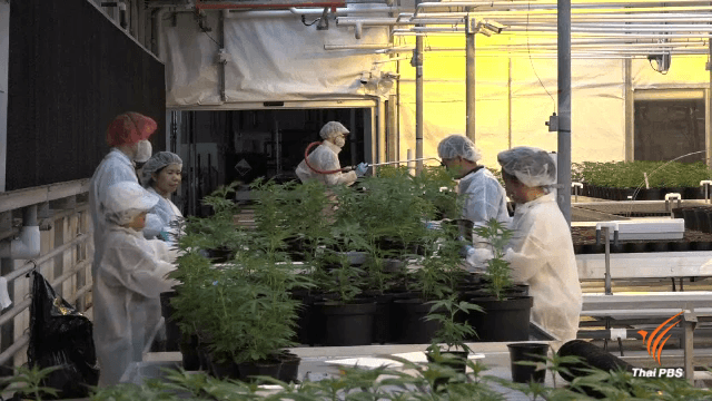 FDA warns new drug law does not legalize unlicensed marijuana cultivation FDA warns new drug law does not legalize unlicensed marijuana cultivation