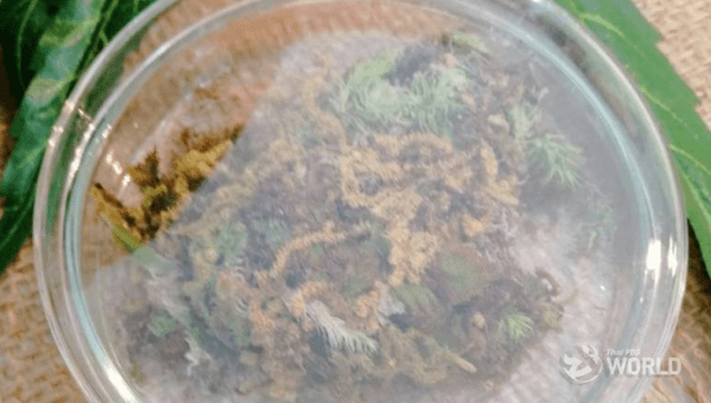 Health Minister allegedly duped by bureaucrats into delisting hemp as Category 5 drug Health Minister allegedly duped by bureaucrats into delisting hemp as Category 5 drug