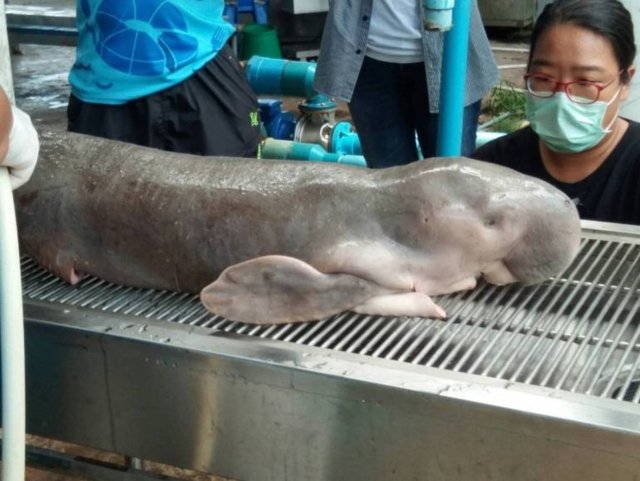 Dugong Mariam’s embalmed remains to be exhibited at Phuket Aquarium Dugong Mariam’s embalmed remains to be exhibited at Phuket Aquarium