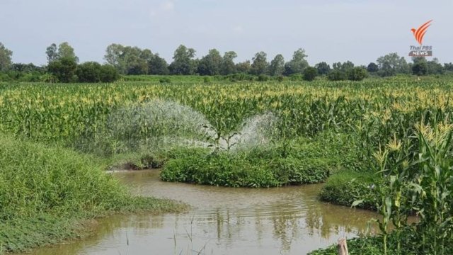 BioGreen-Sate micro-organism may replace paraquat and glyphosate BioGreen-Sate micro-organism may replace paraquat and glyphosate