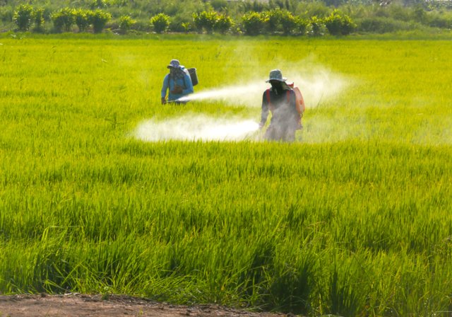 NHSC resolution to delay ban on three chemicals illegal - Thammasat vice rector NHSC resolution to delay ban on three chemicals illegal - Thammasat vice rector