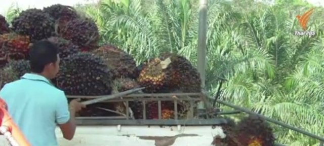 PM claims politicians exploiting oil palm price problem to discredit government PM claims politicians exploiting oil palm price problem to discredit government