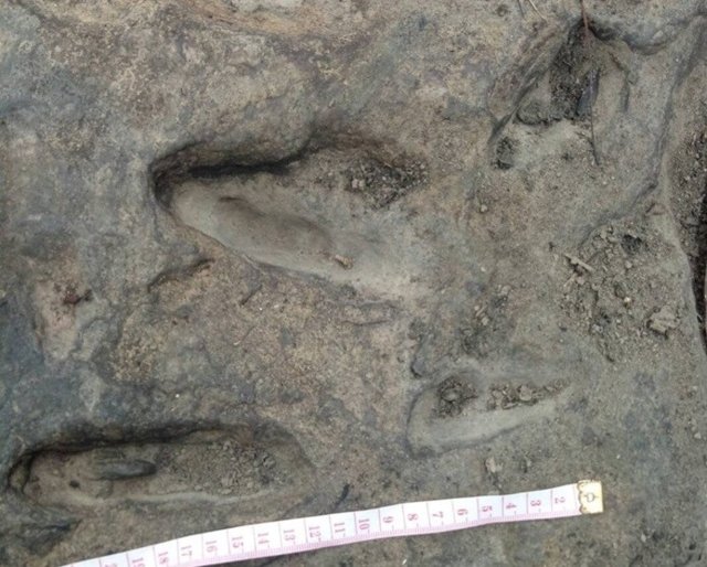 Dinosaur footprints found in Sakhon Nakhon national park Dinosaur footprints found in Sakhon Nakhon national park