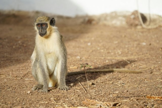 Monkey experiments offer clues on origin of language Monkey experiments offer clues on origin of language