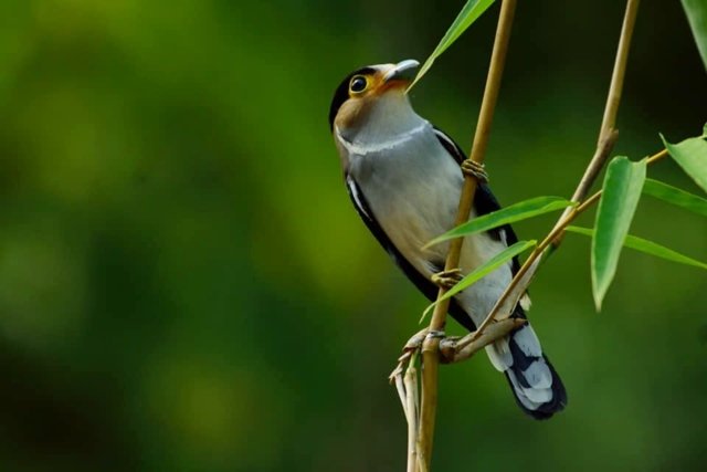 Thailand’s hopes for Kaeng Krachan as Natural World Heritage Site dashed Thailand’s hopes for Kaeng Krachan as Natural World Heritage Site dashed