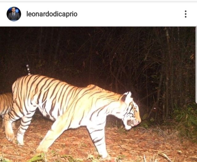 Actor DiCaprio praises Thailand for success in increasing tiger population Actor DiCaprio praises Thailand for success in increasing tiger population
