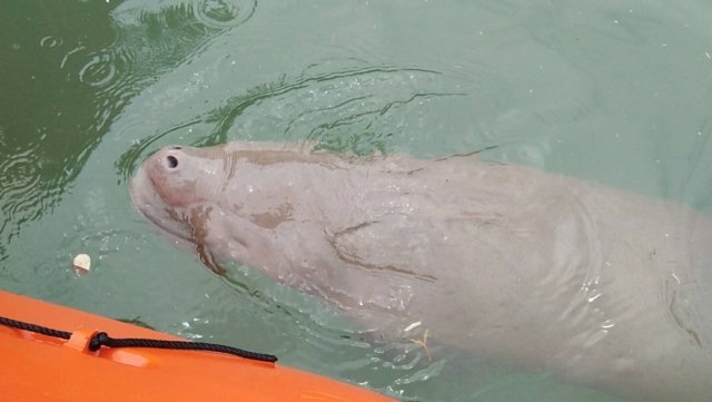 Dugong Mariam can now eat and swim as her condition improves Dugong Mariam can now eat and swim as her condition improves