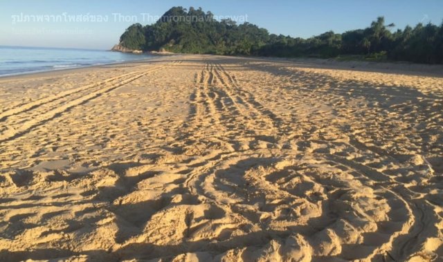 Thieves steal eggs from rare leatherback turtle nest in Phang-nga Thieves steal eggs from rare leatherback turtle nest in Phang-nga