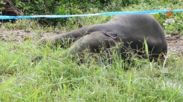 Two baby elephants electrocuted in a fruit orchard in Chanthaburi province Two baby elephants electrocuted in a fruit orchard in Chanthaburi province