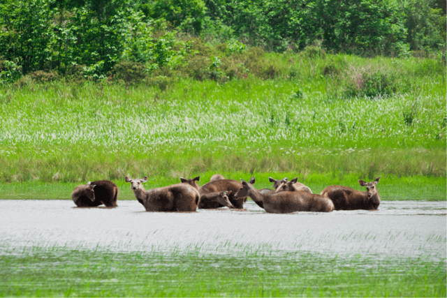 Khao Yai Park fully booked as Thailand’s national parks reopen Khao Yai Park fully booked as Thailand’s national parks reopen