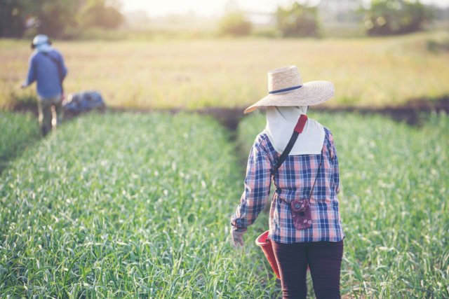 Thailand’s Hazardous Substances Committee upholds ban on farm chemicals Thailand’s Hazardous Substances Committee upholds ban on farm chemicals