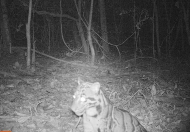 Rare clouded leopard snapped by camera trap for first time in 20 years Rare clouded leopard snapped by camera trap for first time in 20 years