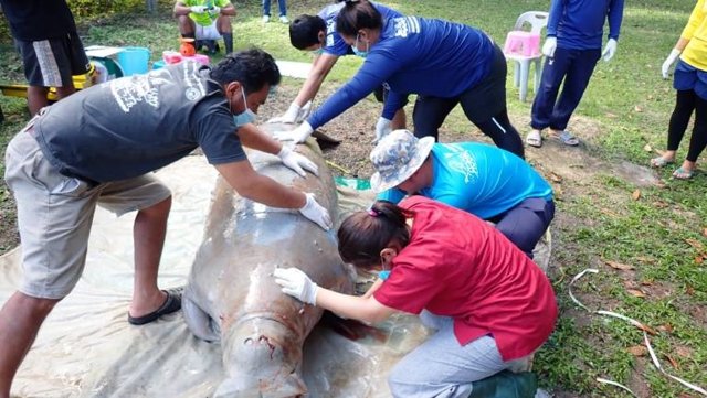 Third dead dugong in a week, thought to have been caused by stingrays Third dead dugong in a week, thought to have been caused by stingrays