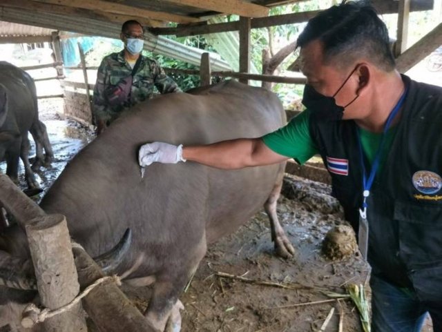 Thailand's lumpy skin disease vaccine for cattle to be available in May Thailand's lumpy skin disease vaccine for cattle to be available in May