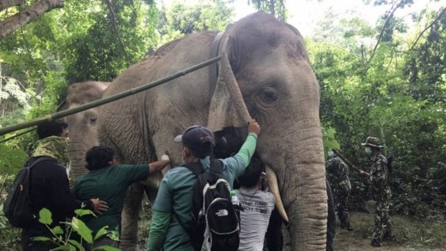 Thai elephants fitted with GPS to monitor their movements, behaviour Thai elephants fitted with GPS to monitor their movements, behaviour